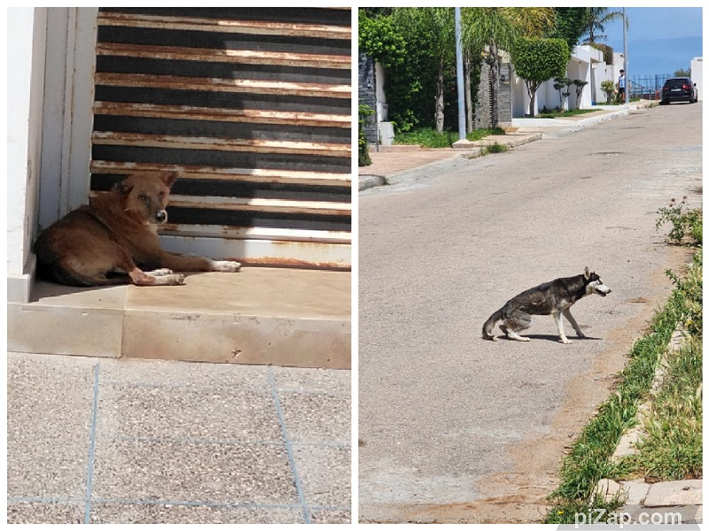 الكلاب الضالة تحاصر ساكنة كاليفورنيا بالجديدة وترسل 10 أطفال إلى المستشفى