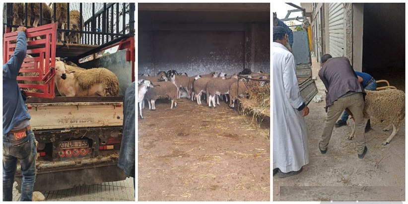 سلطات الجديدة تشن حملة واسعة ضد ''كراجات الأضاحي'' بمختلف أحياء المدينة