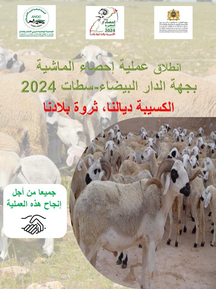 انطلاق عملية احصاء الماشية بجهة الدار البيضاء سطات   2024