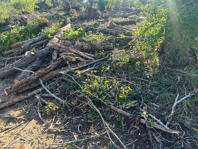 وكالة المياه والغابات توضح الأسباب وراء اقتلاع بعض الأشجار بغابة الحوزية