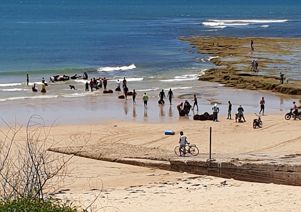 جمعية مفتاح الخير تطلق صرخة بيئية لحماية الطحالب البحرية من الاستنزاف غير القانوني بإقليم الجديدة