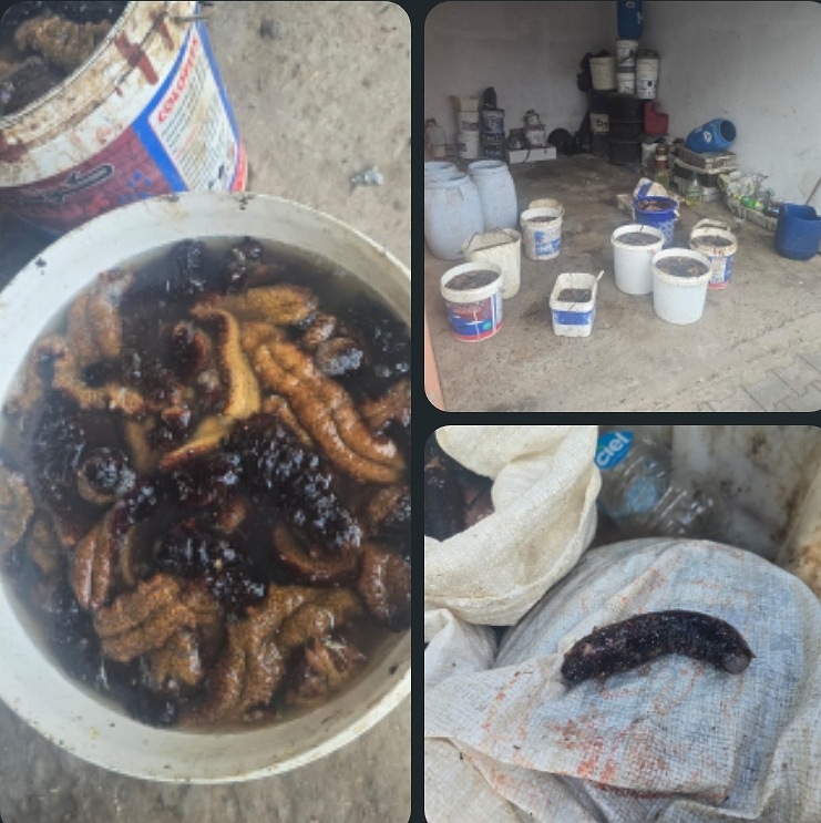 جهوية درك الجديدة تحجز كميات من ''خيار البحر'' تم صيدها في خرق للقانون