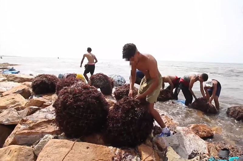 مهنيّو الطحالب بالجديدة يلوّحون بالاحتجاج ويستنكرون الإقصاء والتهميش