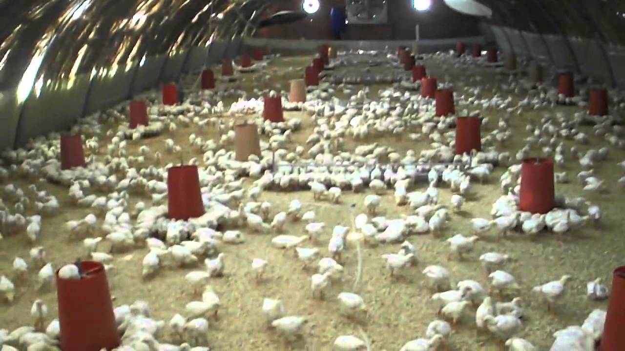 سكان دوار جوالة بأولاد حمدان ينتفضون ضد  مشروع بناء اسطبلات لتربية الدواجن