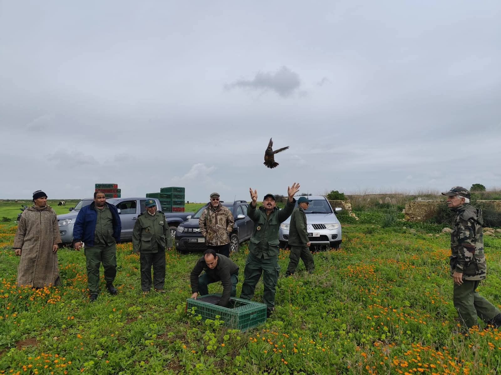 إعطاء انطلاقة عملية إعمار طائر الحجل بإقليم الجديدة من جماعة مولاي عبد الله