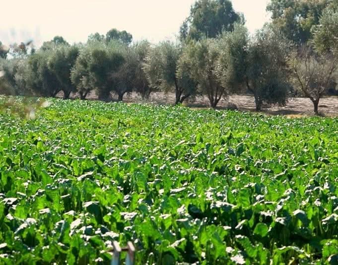 وضعية الموسم الفلاحي بجهة البيضاء–سطات.. مؤشرات واعدة مدعومة بالتساقطات المطرية المهمة   .