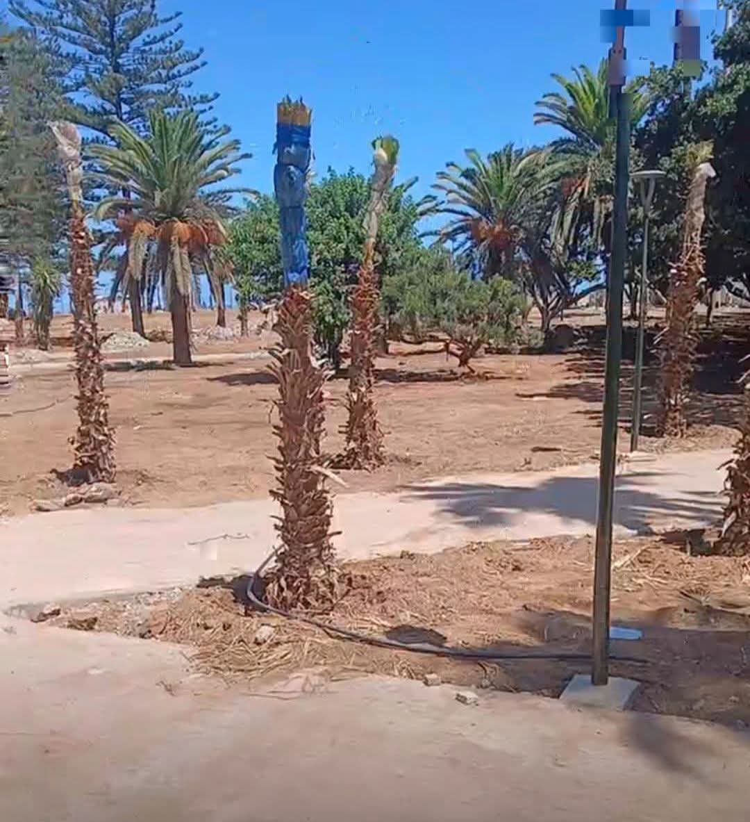 نخيل بدل أشجار .. ساكنة الجديدة ترفض تشويه هوية حديقة محمد الخامس